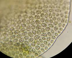Attēlu rezultāti vaicājumam “Cladopodiella francisci macro”