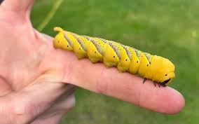 Attēlu rezultāti vaicājumam “Physarum bryocorticola sessile”