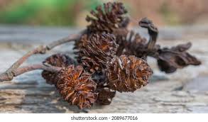 Attēlu rezultāti vaicājumam “Alnus incana fruit”