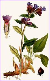 Attēlu rezultāti vaicājumam “Pulmonaria obscura”