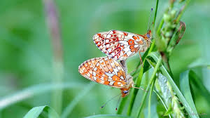 Attēlu rezultāti vaicājumam “Clossiana euphrosyne”