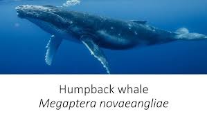 Image result for Megaptera novaeangliae