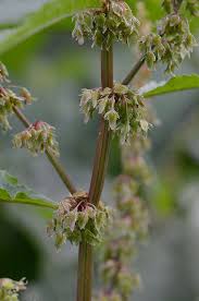Attēlu rezultāti vaicājumam “Rumex obtusifolius flower”