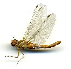 Attēlu rezultāti vaicājumam “Sympetrum”