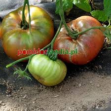 Afbeeldingsresultaat voor black elephant tomato