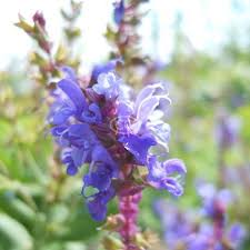 Attēlu rezultāti vaicājumam “Salvia nemorosa flower”