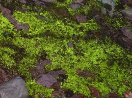 Attēlu rezultāti vaicājumam “Schistostega pennata”