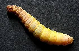 Attēlu rezultāti vaicājumam “Comatricha elegans stalked”