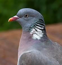 Image result for Columba palumbus