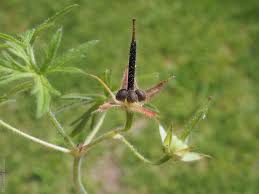Attēlu rezultāti vaicājumam “Geranium dissectum fruit”