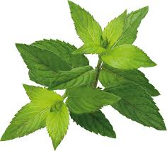 Image result for Pfefferminze