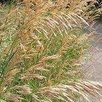 Attēlu rezultāti vaicājumam “Bromopsis inermis fruit”