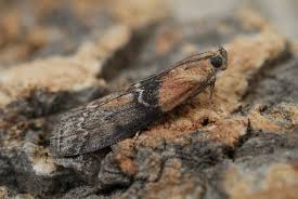 Attēlu rezultāti vaicājumam “Sciota adelphella”