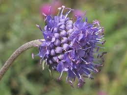 Image result for Succisa pratensis