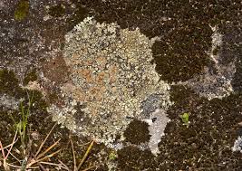 Attēlu rezultāti vaicājumam “Lecanora muralis”