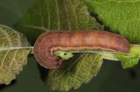 Attēlu rezultāti vaicājumam “Orthosia opima”