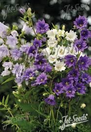 Image result for Campanula trachelium