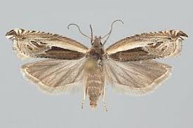 Attēlu rezultāti vaicājumam “Ancylis apicella”