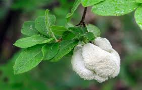 Attēlu rezultāti vaicājumam “Exobasidium vaccinii”