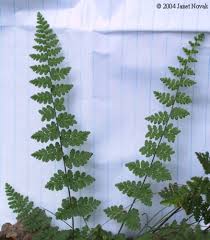 Attēlu rezultāti vaicājumam “Ophiotheca chrysosperma sessile”