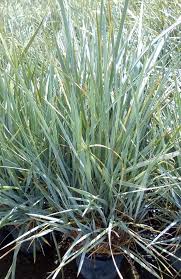 Attēlu rezultāti vaicājumam “Leymus arenarius”