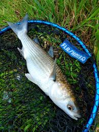 Image result for Liza ramada