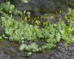 Attēlu rezultāti vaicājumam “Fissidens gracilifolius”