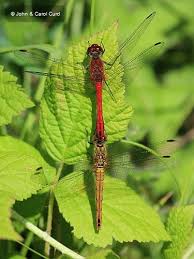 Attēlu rezultāti vaicājumam “Sympetrum sanguineum female”