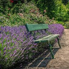 Image result for Lavendel