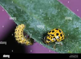 Attēlu rezultāti vaicājumam “Psyllobora vigintiduopunctata”