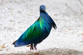 Attēlu rezultāti vaicājumam “Columbiformes”