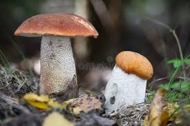 Attēlu rezultāti vaicājumam “Leccinum”