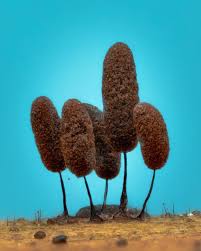 Attēlu rezultāti vaicājumam “Diderma tigrinum young”