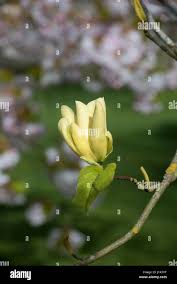 Attēlu rezultāti vaicājumam “Magnolia acuminata flower”