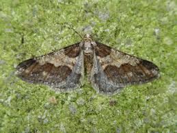 Attēlu rezultāti vaicājumam “Agriopis leucophaearia”