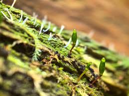 Attēlu rezultāti vaicājumam “Neckera complanata sporophyte”