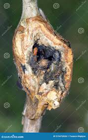 Attēlu rezultāti vaicājumam “Lasioptera rubi”