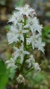 Attēlu rezultāti vaicājumam “Carex lasiocarpa leaf”