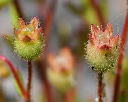 Attēlu rezultāti vaicājumam “Saxifraga tridactylites fruit”