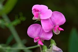 Attēlu rezultāti vaicājumam “Lathyrus latifolius flower”