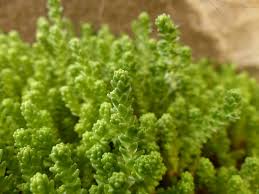 Image result for Sedum acre