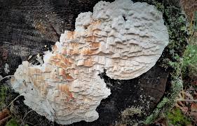 Attēlu rezultāti vaicājumam “Pucciniastrum areolatum”