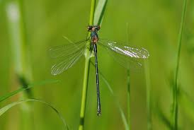 Attēlu rezultāti vaicājumam “Lestidae”
