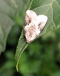 Attēlu rezultāti vaicājumam “Pseudeustrotia candidula”