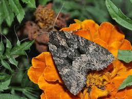 Attēlu rezultāti vaicājumam “Mniotype satura”