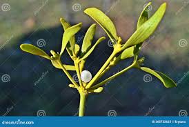 Attēlu rezultāti vaicājumam “Viscum album fruit”