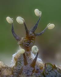 Attēlu rezultāti vaicājumam “Physarum viride”