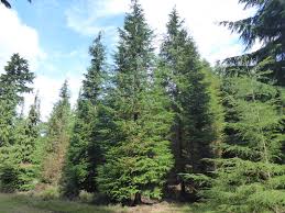 Attēlu rezultāti vaicājumam “Chamaecyparis lawsoniana”