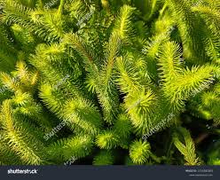 Attēlu rezultāti vaicājumam “Huperzia selago”