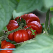 Afbeeldingsresultaat voor costoluto genovese tomato